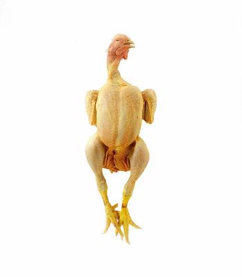 POLLO 3KG PENNA D'ORO AV.ARTIGIANA
