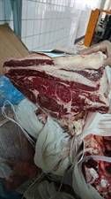 CARRE'SASHI SIMMENTHAL MOUNTAIN BEEF 25+ (JN)