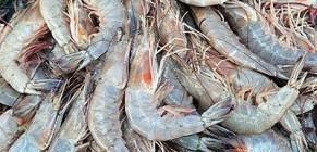 GAMBERI CUBA 20/30 SELV/MARE 0%GL.  PENAEUS NOTIALIS-k18