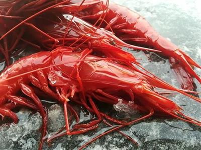GAMBERI BRILLANTE 1 MAROCCO 8/9 BORDO C. CARABINEROS