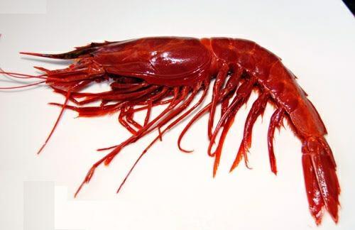 GAMBERI BRILLANTE 2 MAROCCO 10/11 BORDO C.-CARABINEROS-