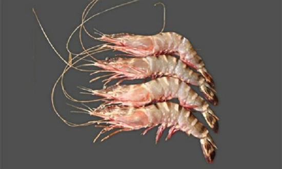 GAMBERI BRILLANTE 3 MAROCCO 12/13 BORDO C.-CARABINEROS-