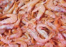 GAMBERI SICILIA ROSA G3 12X1kg-C.(PARAPENAEUS LONGIROSTRIS)