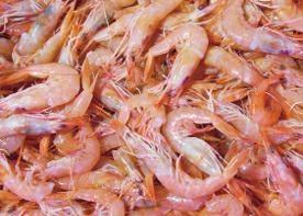 GAMBERI SICILIA ROSA G3 12X1kg-C.(PARAPENAEUS LONGIROSTRIS)