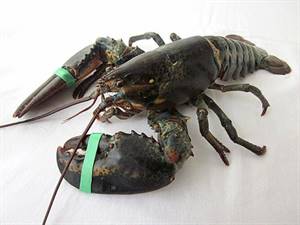ASTICI AMERICA 400/600 FAO21        HOMARUS AMERICANUS FAO21