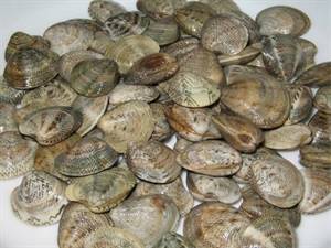 LUPINI-PESCATO ALL.ITALIA TRAMITE DRAGHE (venus gallina)