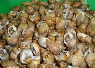 LUMACHINE DI MARE