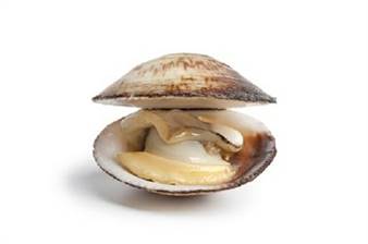 MANDORLE DI MARE