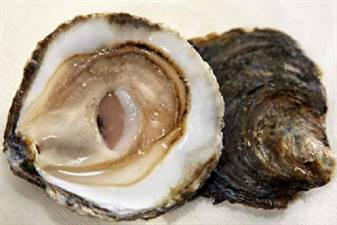 OSTRICA BELON - ALL.FRANCIA-FAO27 (Crassostrea Gigas)