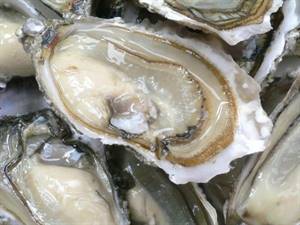 OSTRICA EX.BRETAGNA (20/25pz) Fao 27 (Crassostrea Gigas)
