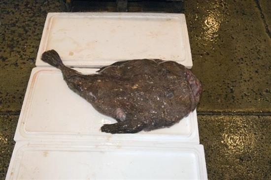 RANA PESCATRICE 1000+ FRANCIA FAO27 (Lphius piscatorius)