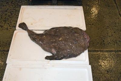 RANA PESCATRICE 1000+ FRANCIA FAO27 (Lphius piscatorius)
