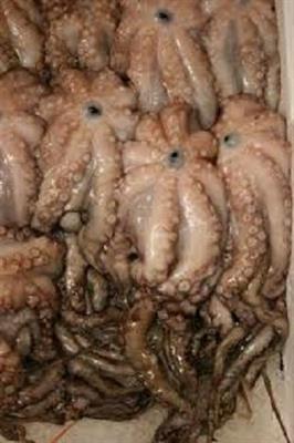 POLPO VERACE Spagna 1/3 (Octopus vulgaris) Fao37 reti traino