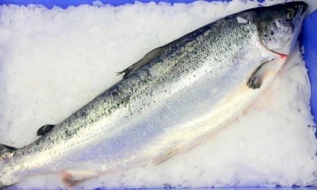 SALMONE NORVEGIA M. 6/7 IMPORT salmo salar All.Norvegia