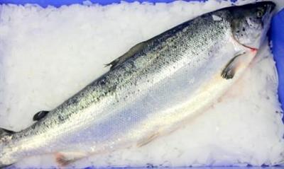 SALMONE NORVEGIA M. 6/7 IMPORT salmo salar All.Norvegia