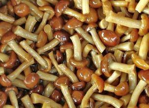 FUNGHI CHIODINI CONG. KG1 DI BIASE