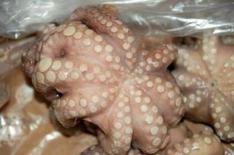POLPO MAROCCO (S) T7 IQF P.NETTO FAO 34 C.