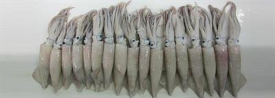 CALAMARELLE 3/5 cm BL.850gr C. BLU WAVE