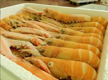 SCAMPI POLY 20/30 (3) PZ/KG GL10%  NEPHR.NORV.1,5KG