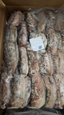 SEPPIE SENEGAL SPOR.7 (200/300gr) C.K20