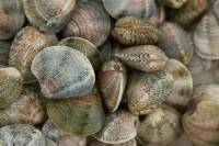 VONGOLE VERACI GRECIA (TAPES DECUSSATUS) FAO37