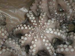 POLPO MAROCCO T6 IQF P.NETTO FROZEN C.
