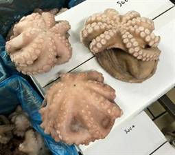 POLPO MAROCCO T5 IQF SALGADO P.NETTO C.