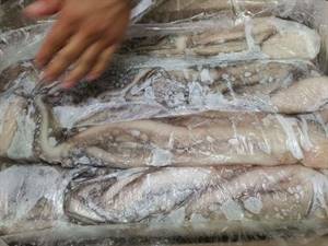 POLPO MESSICO T5 BLOCCO BORDO C.