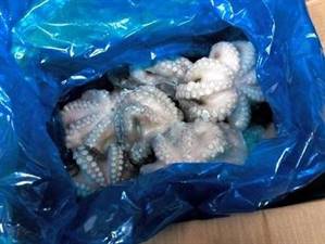 POLPO MAROCCO T3 IQF SALGADO P.NETTO C.