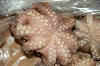 POLPO MAROCCO T6 IQF P.NETTO C. VIVAMAR