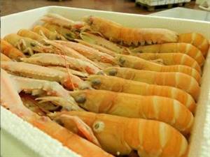 SCAMPI POLY 5/7 (00) GL10%NEPHR.NORV.1,5KG C.