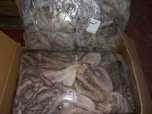 POLPO MAROCCO T5 (MA*) TAKO BL.C.