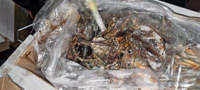 ASTICI TESTE CRUDO CANADA CONG. KG 11.34