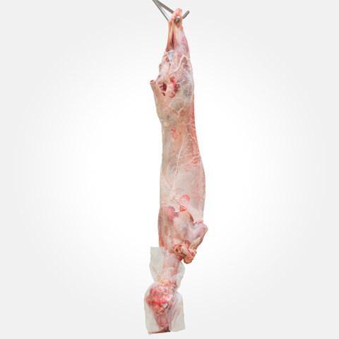 MEZZO AGNELLO BUSTO KG.6 S/T