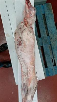 ABBACCHIO ROMANO C/TES.E COR.5/8KG.FR.(GES) ..