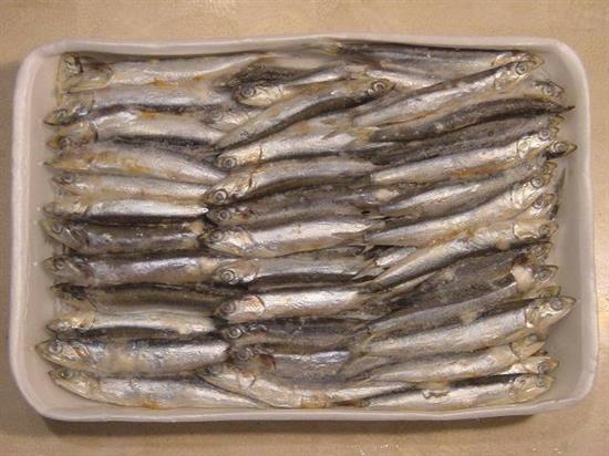 ALICI C/T G (40/60) SURG. P.NETTO