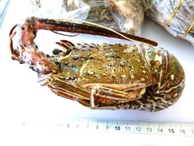 ARAGOSTA CRUDA 800/1000 SENEGAL IQF REALE C.