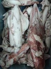 CALAMARO FRANCIA 100/300 IQF C.10% KG5