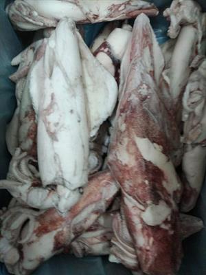 CALAMARO FRANCIA 100/300 IQF C.10% KG5