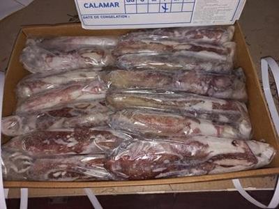 CALAMARO MAROCCO 3P IWP (11/16CM) BORDO 5KG C.