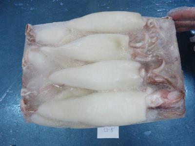 CALAMARO U5 PUL.BL.PACIFIC.25%gl (6X2KG)CONG.
