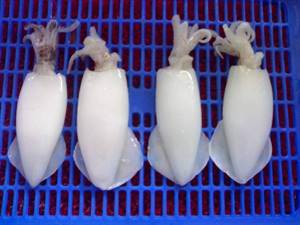 CALAMARO U5 PULITO IQF 800GR INDOP.CONG.