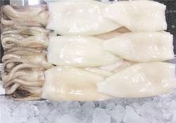 CALAMARO U5 BL.THAY PRESTIGE PUL.P.NETTO 6X2KG C.