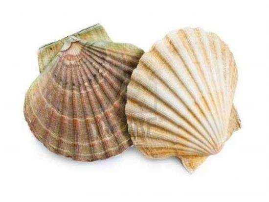 CAPPASANTA GUSCIO 11/12 CM 300PZ