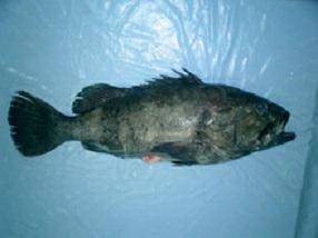 CERNIA INDOP.EVISC.2/3KG CONG.epinephelus chabaudi