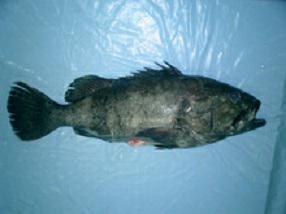 CERNIA INDOP.EVISC.2/3KG CONG.epinephelus chabaudi