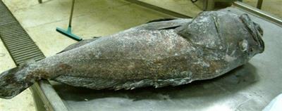 CERNIA INDOP.EVISC. 3/5 Kg CONG. CON SQUAME
