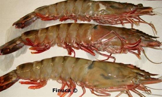 GAMBERI CUBA 30/40 SELV/MARE-0%GL.  PENAEUS NOTIALIS
