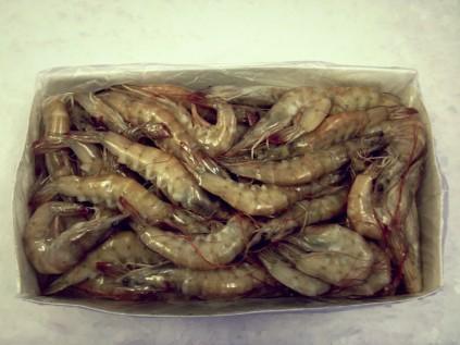 GAMBERI CUBA 80/100 SELV/MARE 0%.KG10 C.