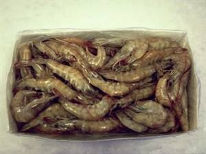 GAMBERI CUBA 80/100 SELV/MARE 0%.KG10 C.